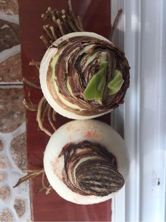 朱顶红|种了1个洋葱头,没想到花开巴掌大!越看越美!