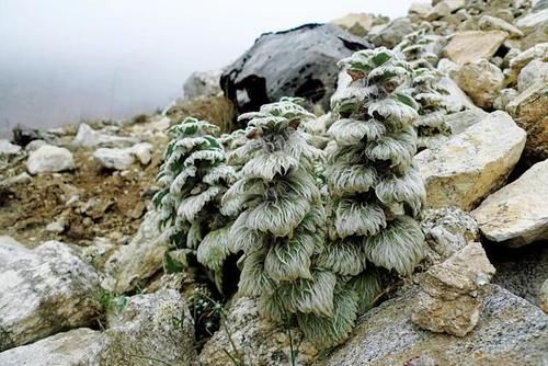 冰雪|高山流石滩，这里的花比任何地方都美丽