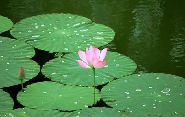 青衫@杨鑫诗词23首一抹斜阳对酒卮,忍将客路负佳时