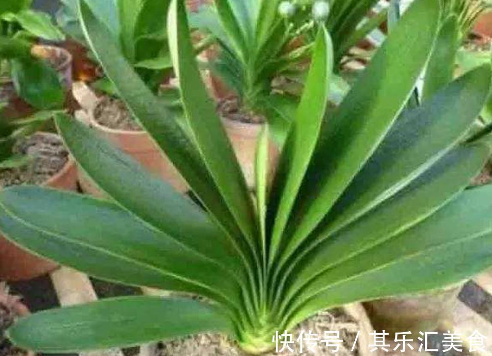 三种植物夏天爱黄叶,改善养殖方法,叶片绿,长势好