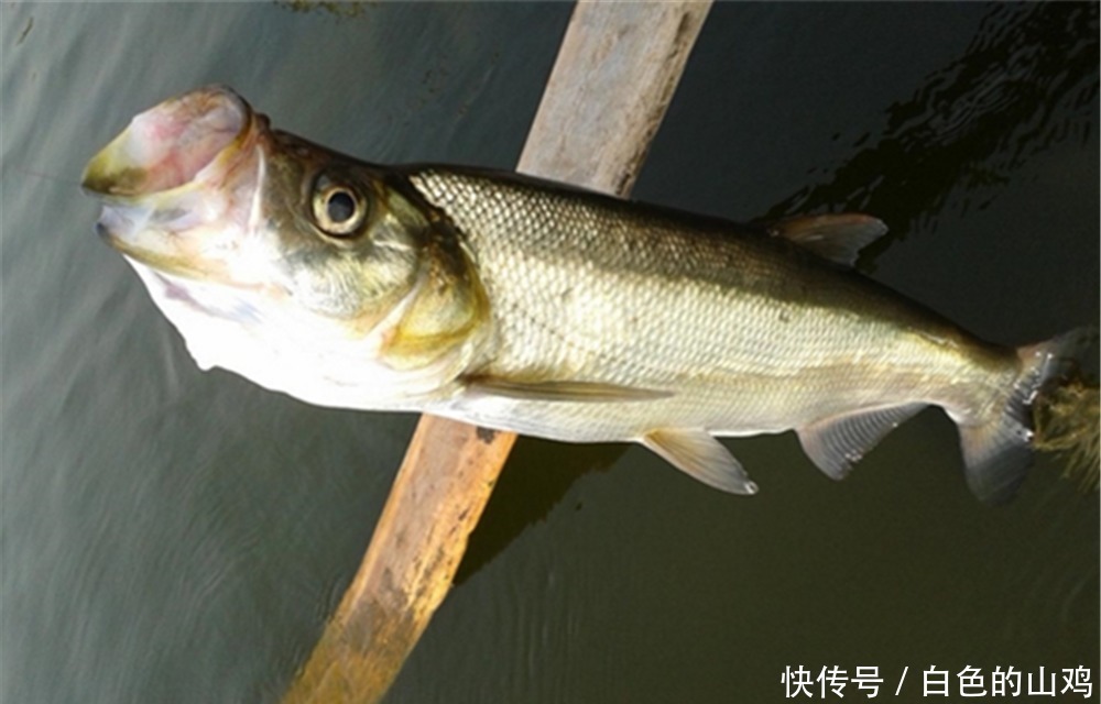 翘嘴|民间手竿钓翘嘴绝杀钓法：鸡蛋糊糊包食钓，钓大翘嘴很给力！