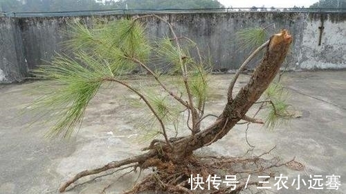 壤土|马尾松盆景怎么种植 马尾松盆景制作方法和注意事项