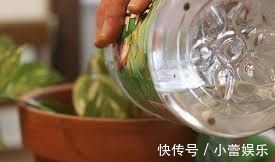 植物|养花遇见虫害怎么办用这6种肥水浇花,虫远离叶翠绿