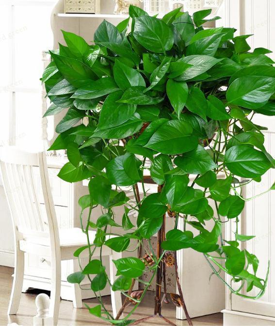 根系|每家都有的3种“钾肥”,给花盆浇一点,养根、又促果