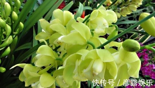 想养花试试“国香”,不仅开花90天,还超好养,香气飘满屋