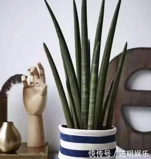 养殖|想要办公室养眼有亮色,这几种“必种”植物不能少,你有吗