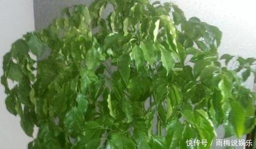 绿植|买来的盆栽掉叶子,抓紧剪一刀,新芽冒不停,叶子能多出5倍