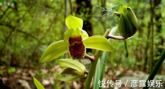 想养花试试“国香”,不仅开花90天,还超好养,香气飘满屋