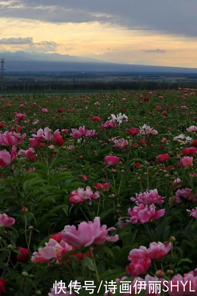 | 那些花儿|魅力伊犁 | 魅力