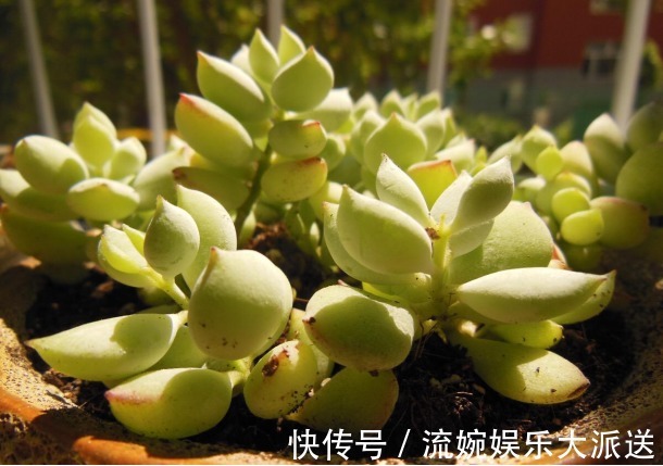 花月夜|5种颜值超高的多肉,粉粉的肉嘟嘟,最适合新手养了!