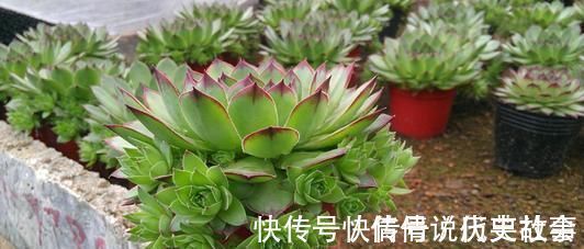 多肉|5种多肉,皮实又好养,独苗变老桩,长出状态美极了