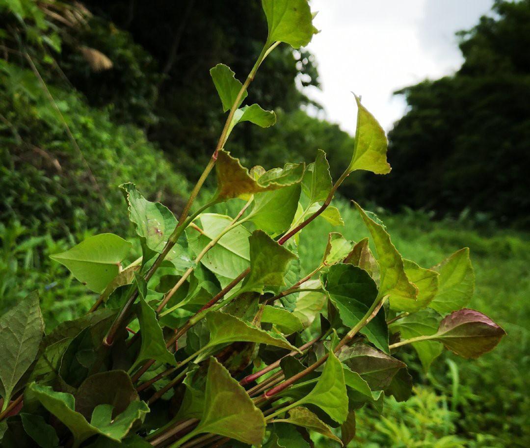 客家人无私分享出来的3种凉茶配方,清热祛湿解暑,味道甘中带苦