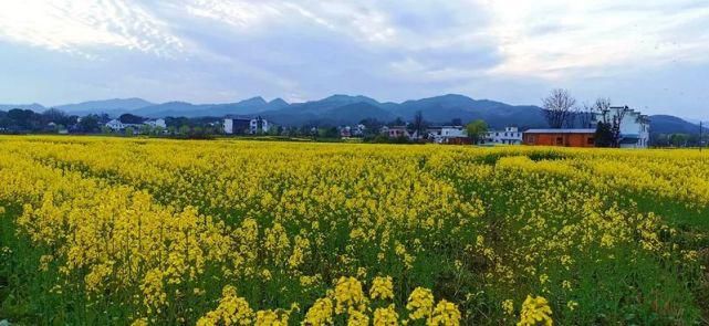 田园|潜山痘姆：花漾田园春正好