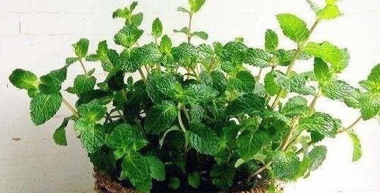 光照|薄荷这样养，植株粗壮，叶子多，掐个叶子，能做菜当“茶叶”！