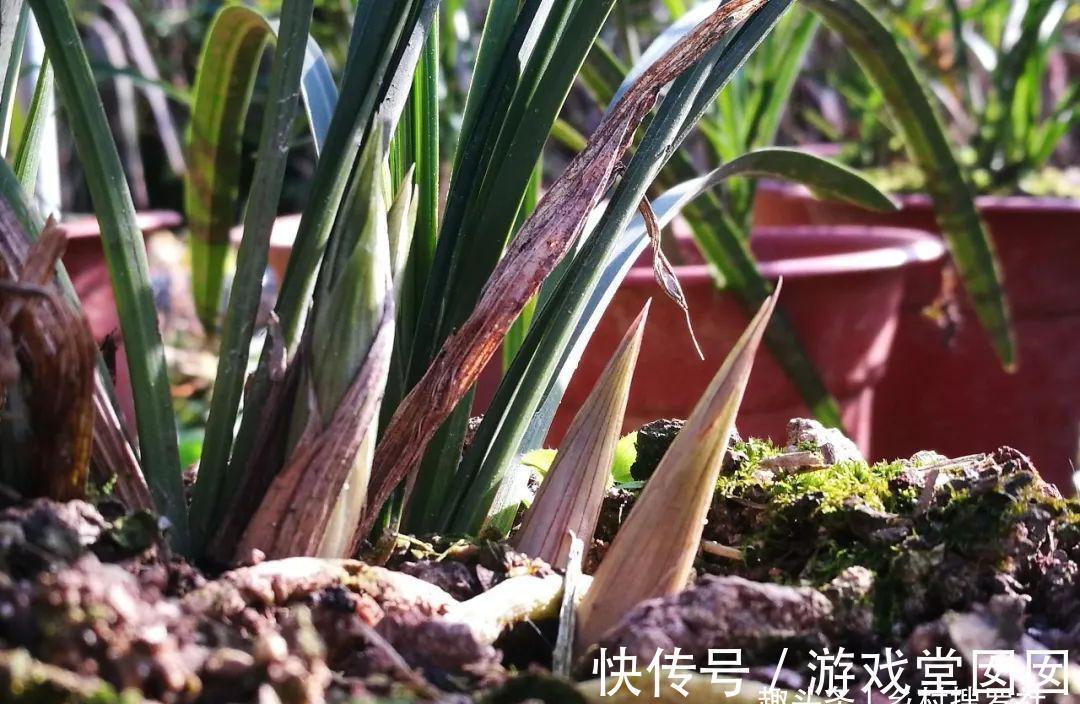 兰花春化的技巧,谨防花苞在冬眠期复苏,新手兰友想做却不敢做