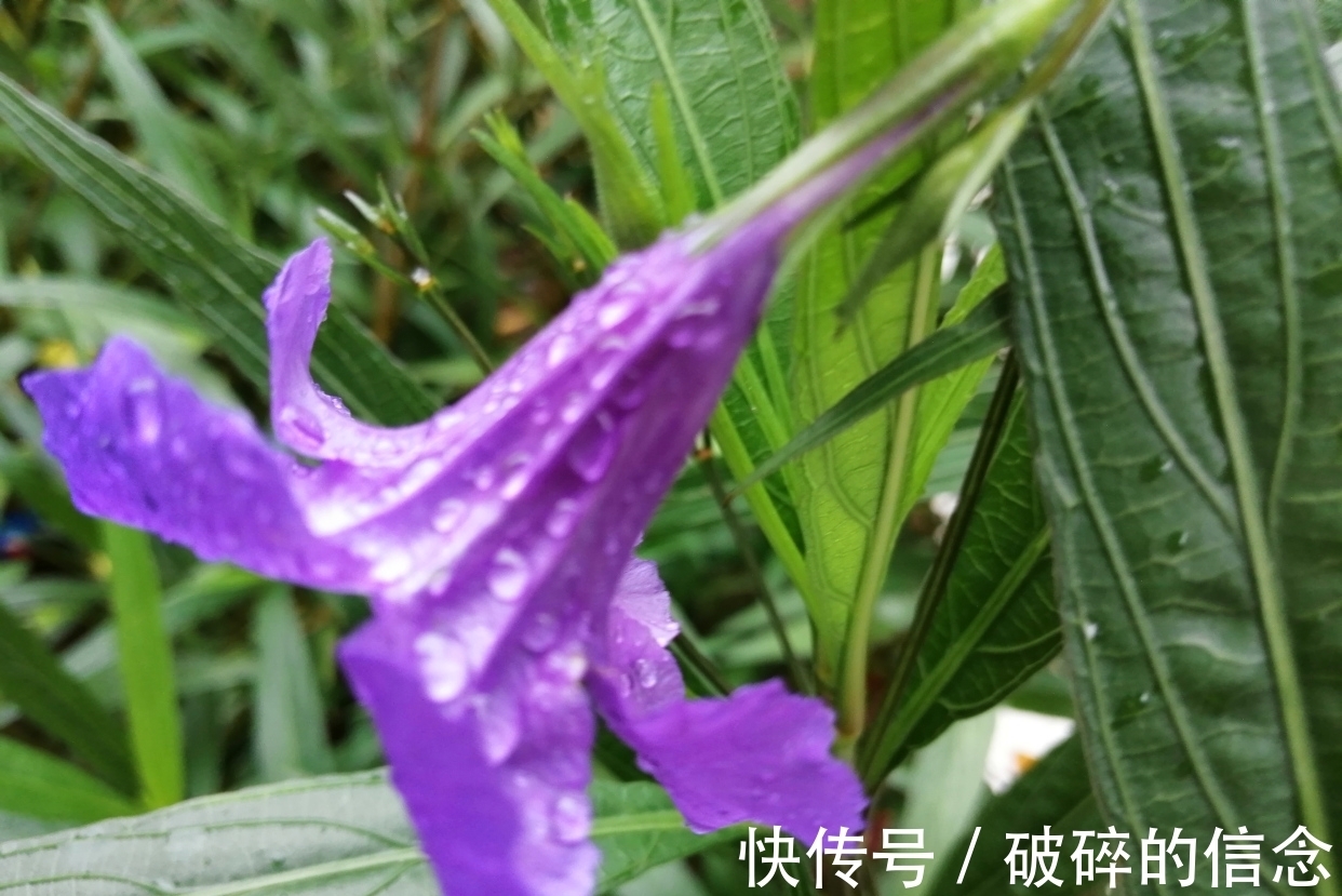 秋空&七绝:雨中访花(新韵)三首