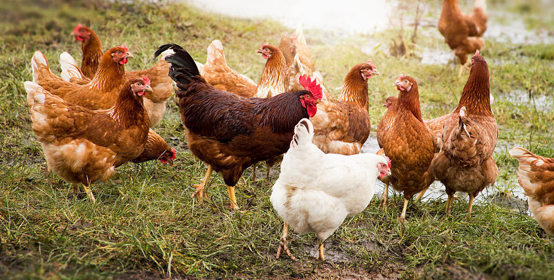 鸡坏死性肠炎|鸡坏死性肠炎治疗方法