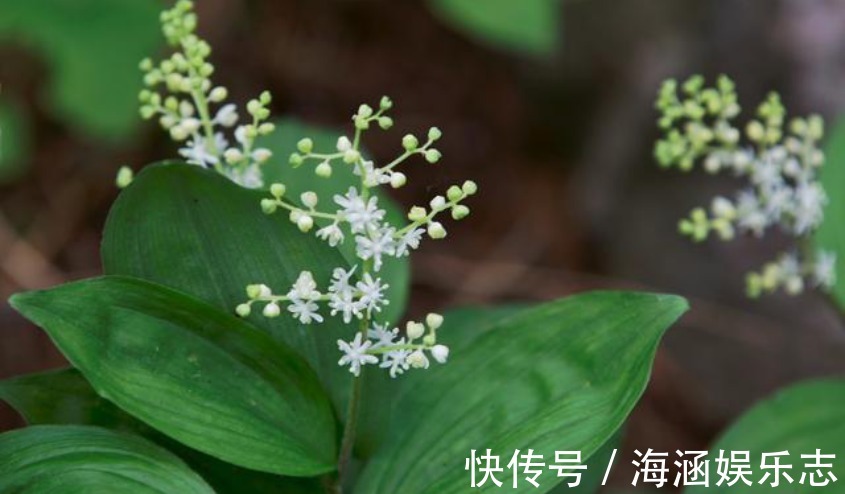 农村|农村一种草叫“鹿鞭草”,滋补效果好,男人喜欢用它泡酒喝