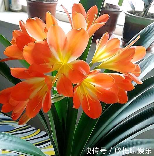 根系|兰花、君子兰最喜欢这种“废物”,配土加一点,大白根挤满盆