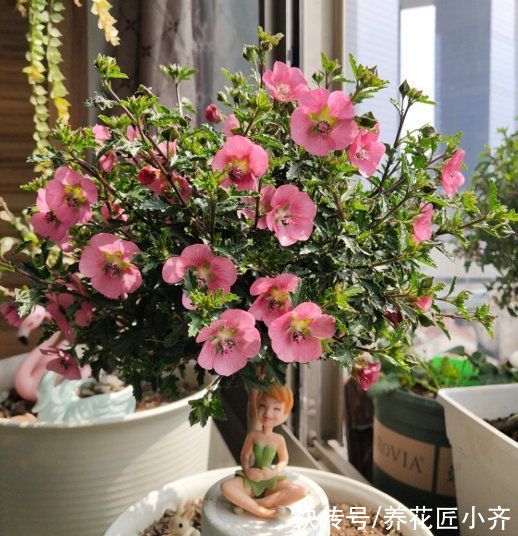 现在各种专用肥层出不穷，新手养花别盲目买，没啥意思