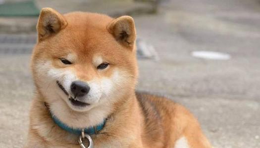 狗子睡觉呼吸特别急促