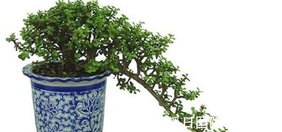 金枝玉叶做成盆景,矮壮才美,该怎样营造