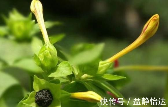 尿路感染|农村常见的“地雷花”,可以清热解毒、活血调经,再见到不要无视