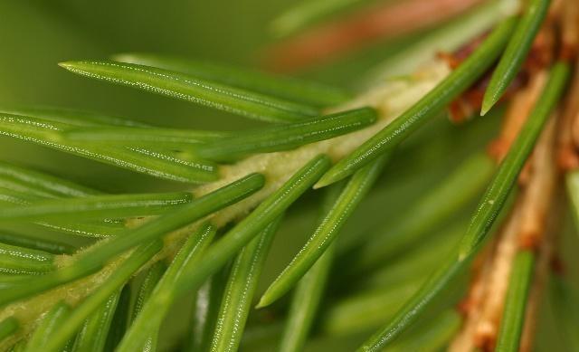 花卉换盆换土，记得这一步，没了黄叶烂根！