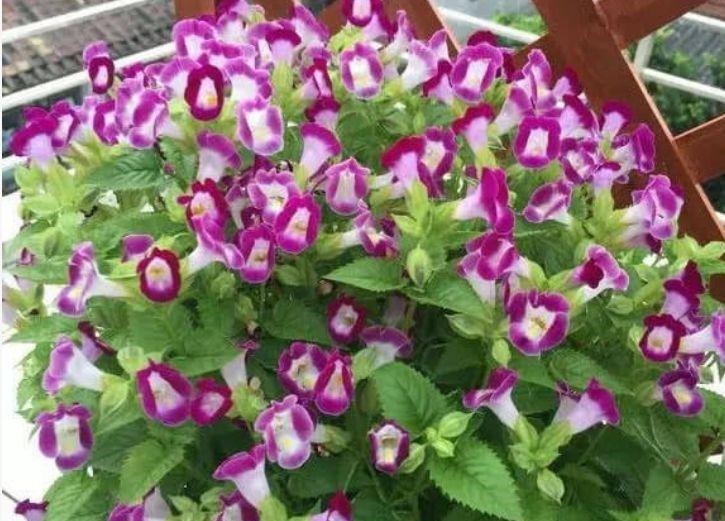 家中必养5种花,好养漂亮花期长,1个月不浇水,长得枝繁叶茂