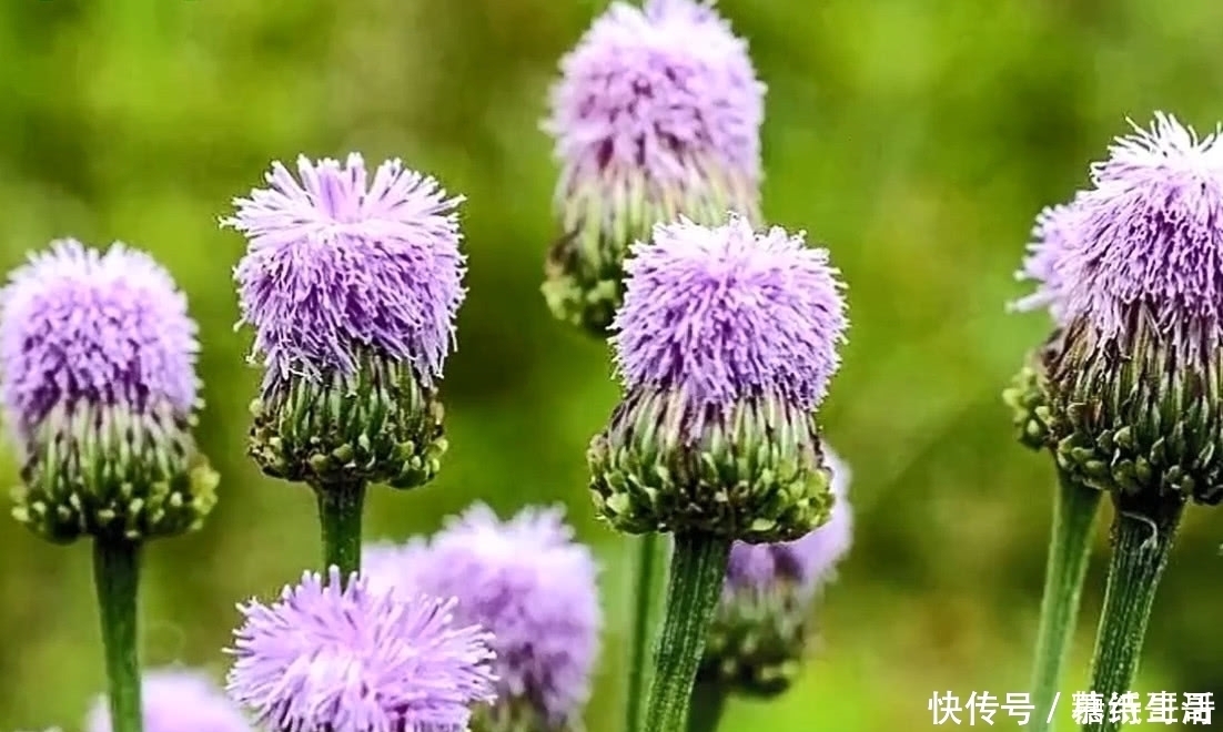 清热解毒|农村遍地都是的野草，小时候都叫不上名字，看看你认识哪几个