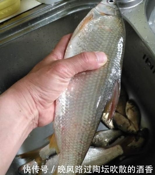 新手|飞铅钓,一个让你夏季渔获翻倍的钓法,建议新手收藏