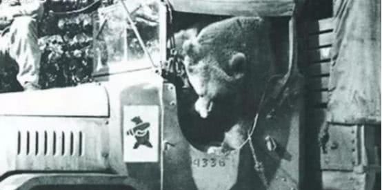 参加|唯一参加二战的“熊士兵”,前线的后勤保障,士兵们的开心果!