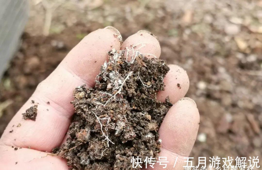 种植兰花,如果花盆中出现这两种现象,兰根茁壮兰苗旺盛就不难