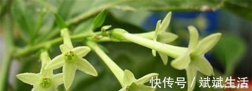 夜来香|家里万万不要养这3种花，难怪身体越住越差，后悔我家现在才听说