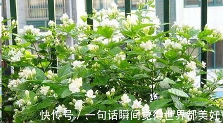 自来水|最厉害的养花营养液:给茉莉花喝一勺,叶片翠绿,开出层叠群花