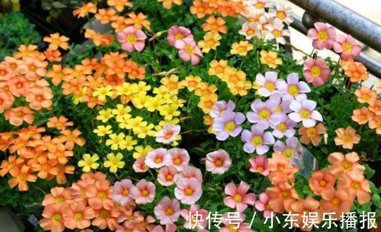 福旺运旺财|4种花养家里,福旺运旺财更旺,比牡丹还美,年年开花美翻