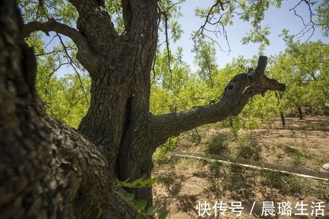 稷山国家板枣公园|走进稷山国家板枣公园 欣赏千年枣林艺术宫殿