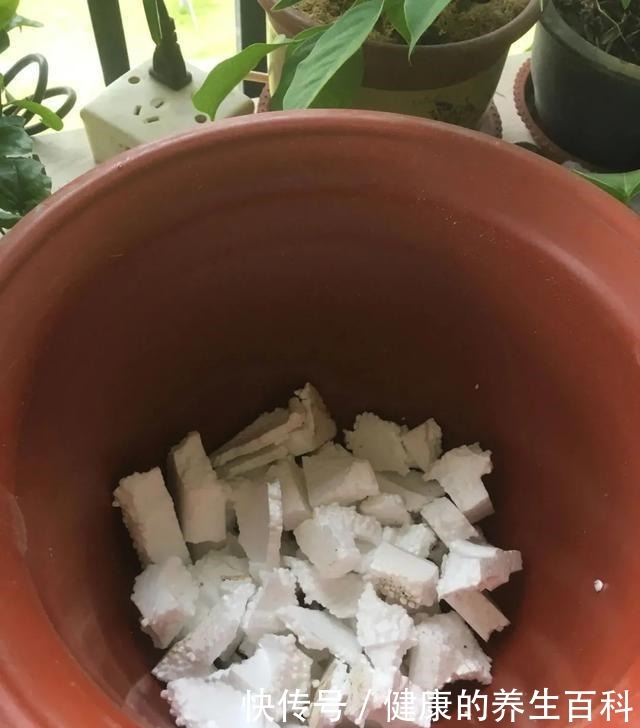 买的花总不活,秘密全在花盆里,搬起来看看才知道!