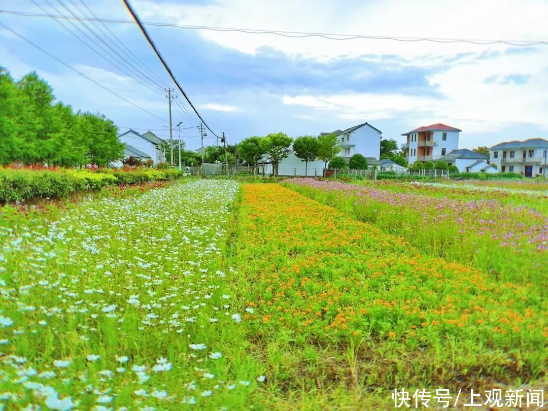 民宿主|到花博门户小镇吃住游玩，很简单