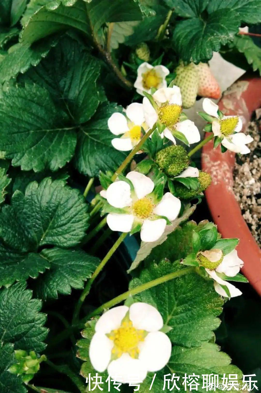 花花|大粗杆插土里,7天生根,当年结果压弯枝,不用买水果了!