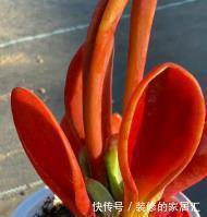 火狐狸|4种高颜值多肉,在家养一盆,好像艺术品,花友:后悔没早点养!