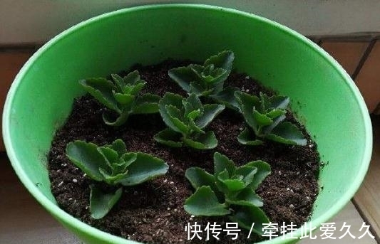 4类花卉,可以拿叶子繁殖,新手也能扦插养活