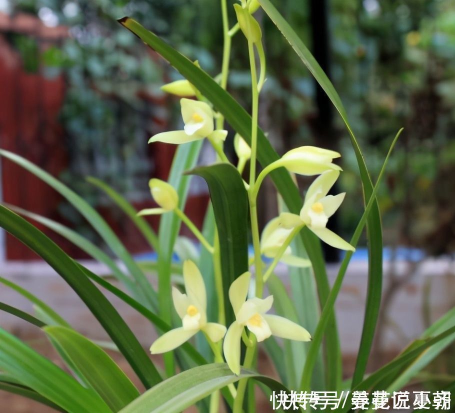 兰花|建兰一年能开花多次,关键是要做好4点,不然最后只能赏叶子