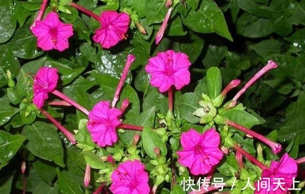 子宫|女性常用此花泡水,坚持半月,活血调经,子宫越来越干净皮肤细腻