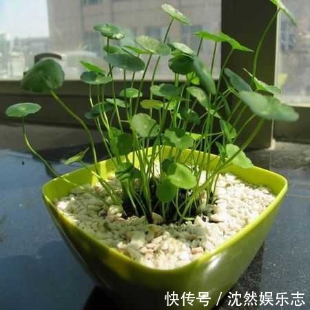 花花|夏天那些水培的花,可以往土里栽了,秋天坐等长爆盆!