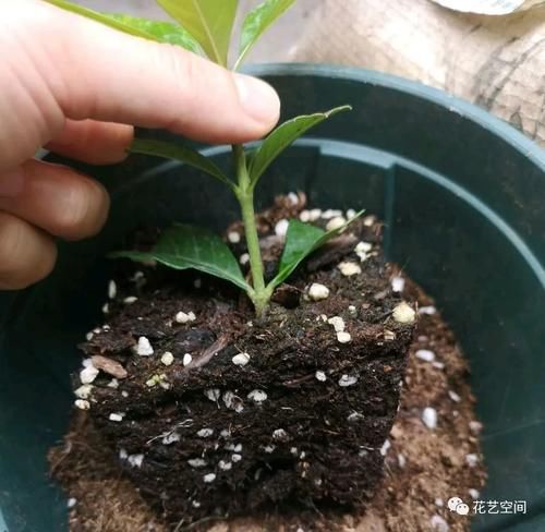 周末去花市逛一圈，捡一袋子枝条，回家扦插几百盆，秒变养花大户