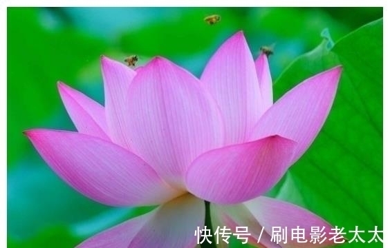 属相|下半年开始，吉星照耀，4属相运势上涨，越努力越幸运