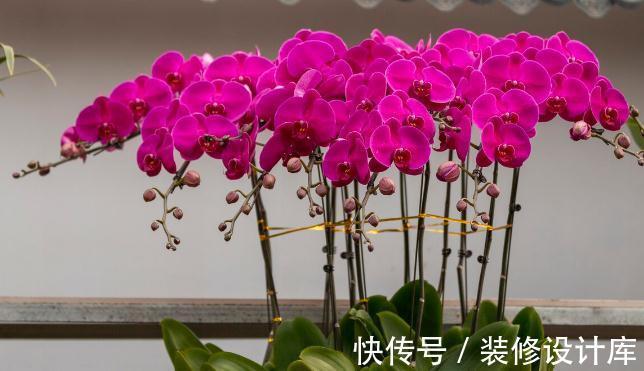 你知道什么花最不好养吗?就是这几种,没有点经验真就养不好