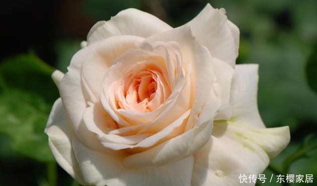 20款露台月季品种,超级丰花、适合露台、阳台盆栽,皮实好养