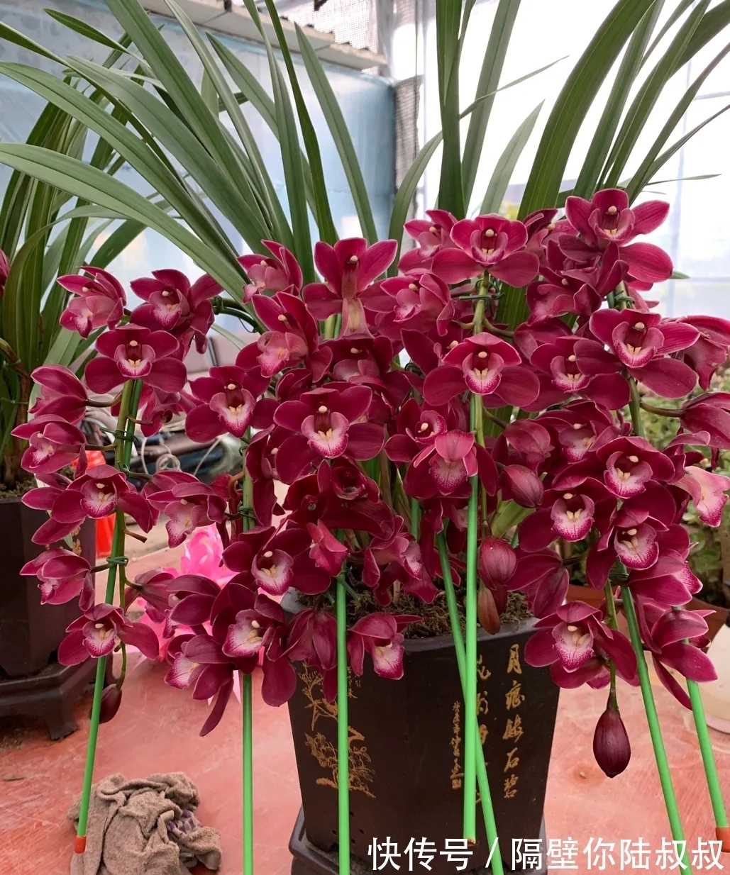 天冷了,你家月季还没有修剪,来年开花美不美就靠这一步啦